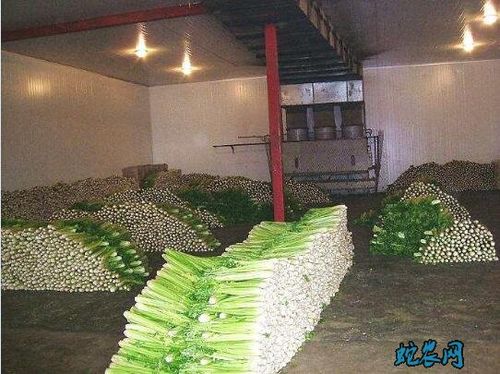 芹菜的储藏加工技术流程 - 农产品加工 - 蛇农网